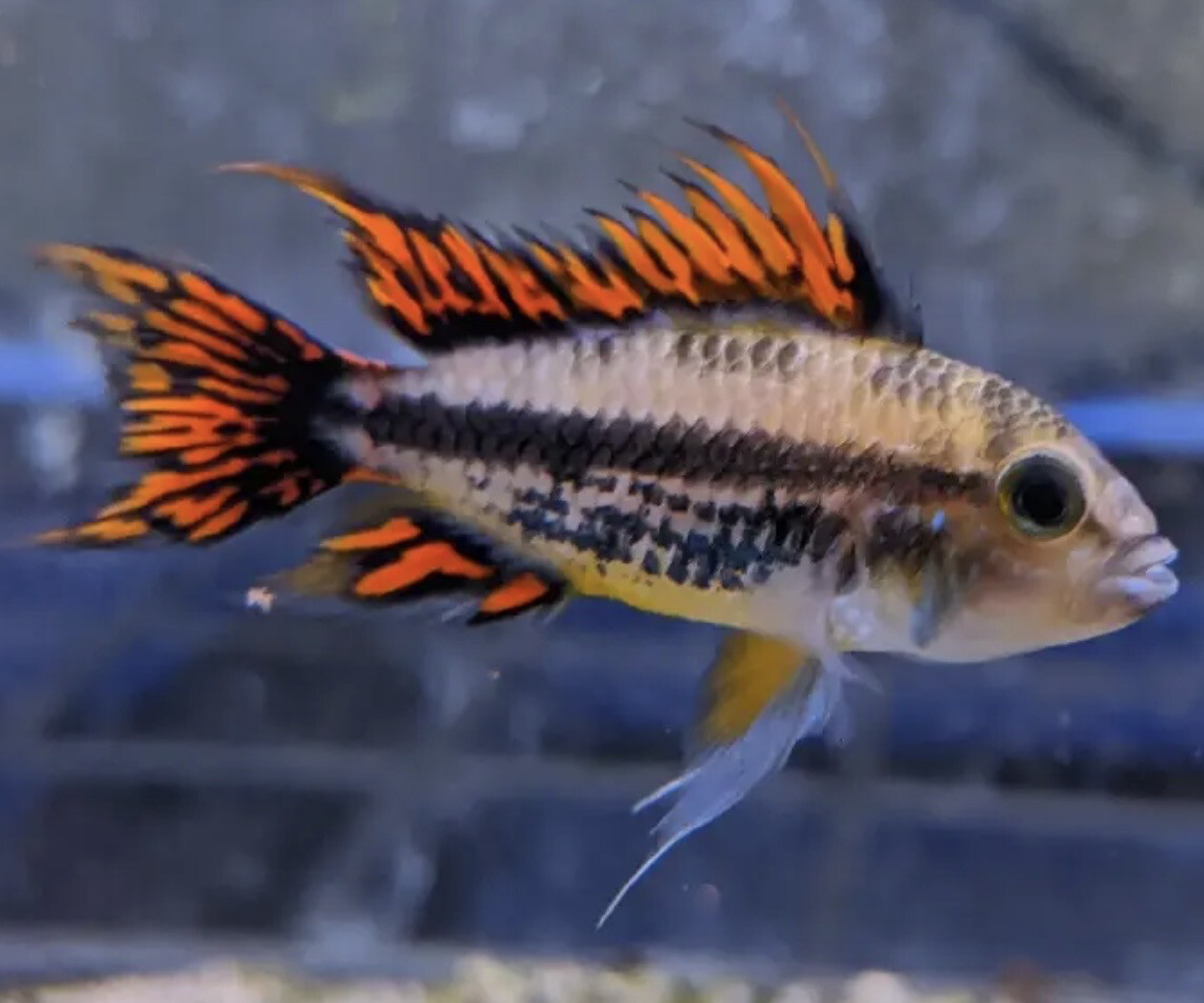 Apistograma Cacatuoides Doble rojo Pareja