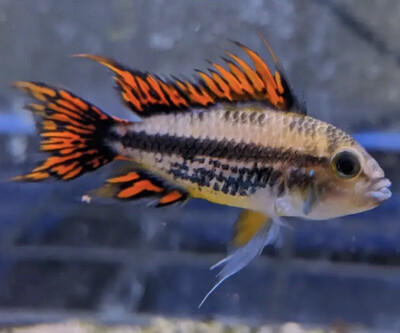 Apistograma Cacatuoides Doble rojo Pareja