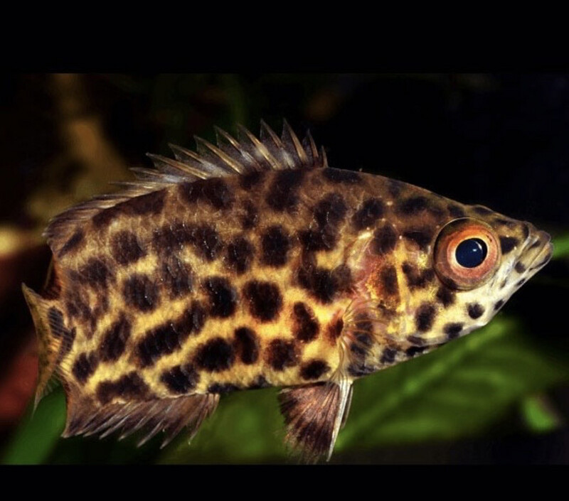 Gurami Leopardo