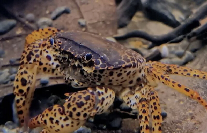 Cangrejo Pantera