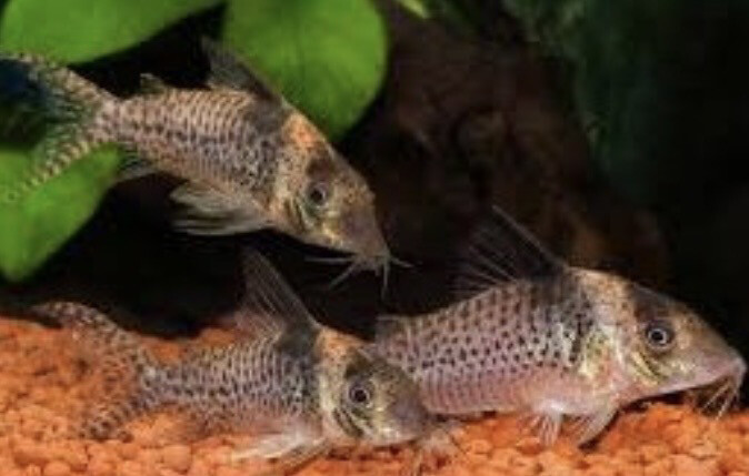 Coridora Delphax