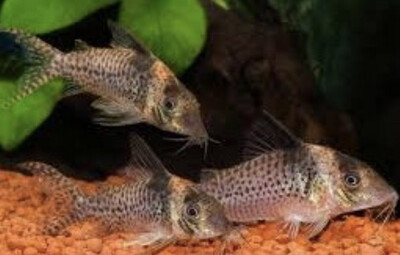Coridora Delphax