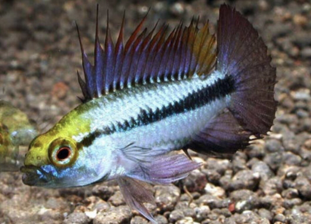 APISTOGRAMMA TRIFASCIATUM PAREJA