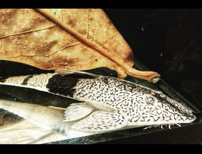 Apithano (Loricaria Camaleón)