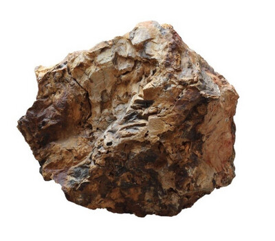 Roca Madera Fosilizada