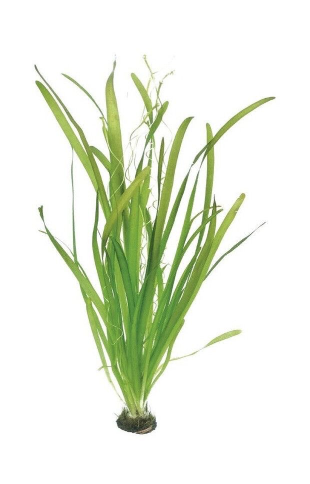 VALLISNERIA  GIGANTEA