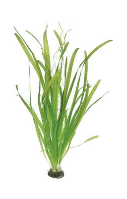 VALLISNERIA  GIGANTEA