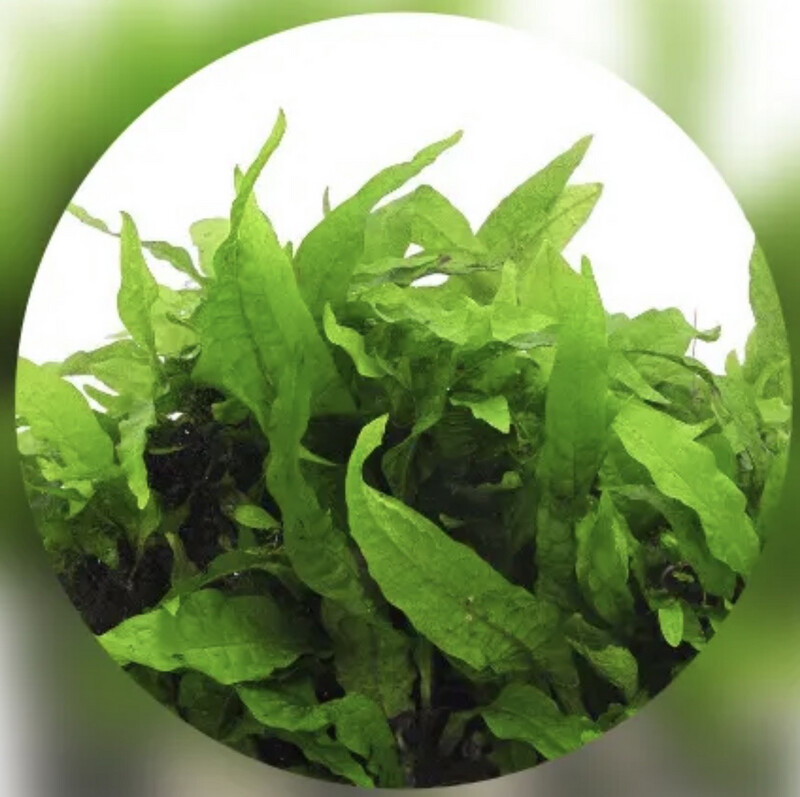 Microsorum SP India