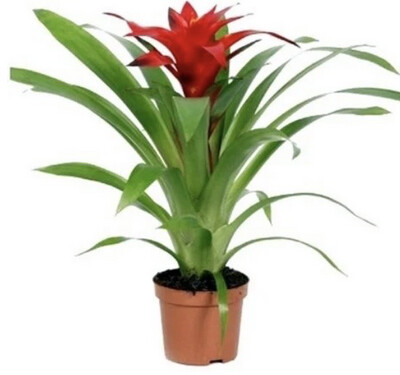 Guzmania Sp.
