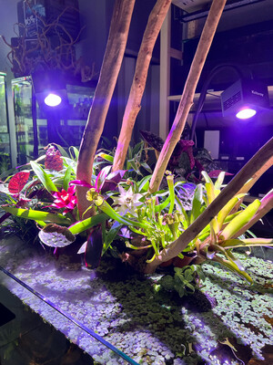 Plantas para Paludarios