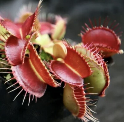 Plantas Carnívoras
