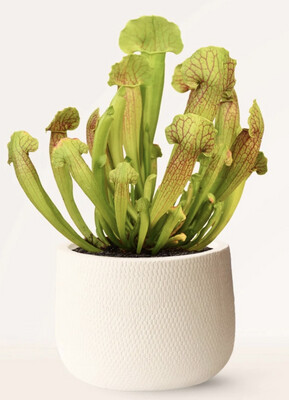 Sarracenia Sp