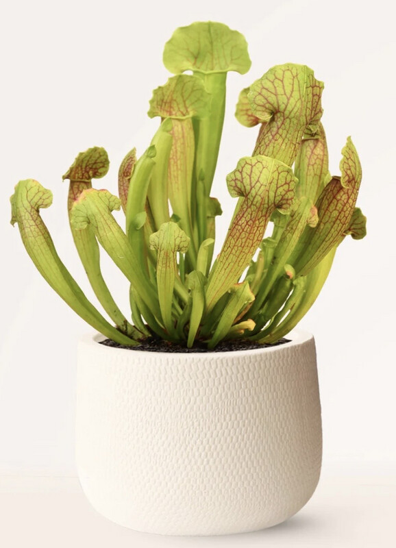 Sarracenia Sp