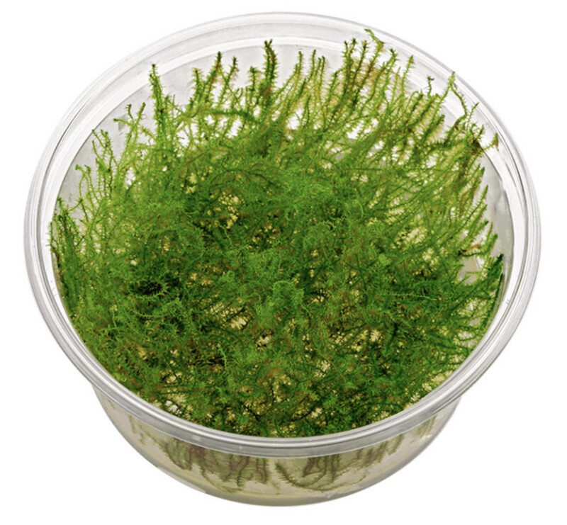 Leptodictyum Riparium