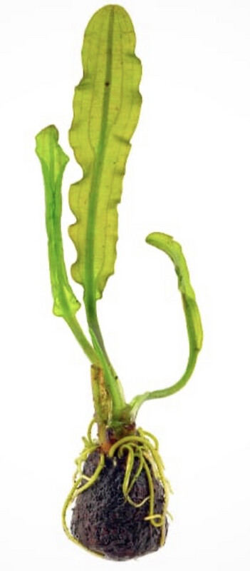 Aponogeton Longiplumolosus bulbo