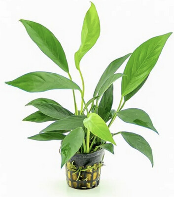 Anubias Barteri var. Glabra in vitro