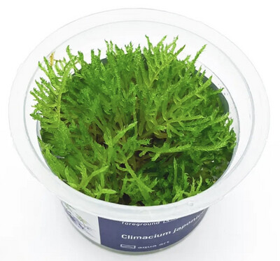 Climacium japonicum musgo de palma