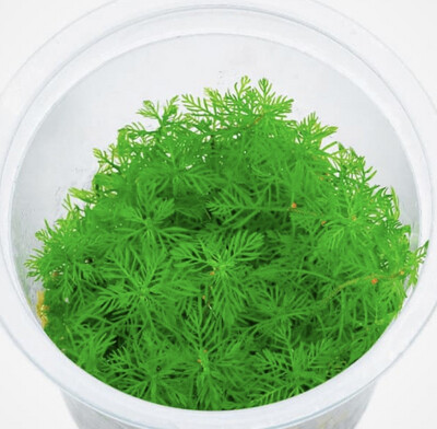 Myriophyllum matogrossense in vitro