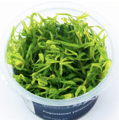Pogostemon yatabeanus in vitro
