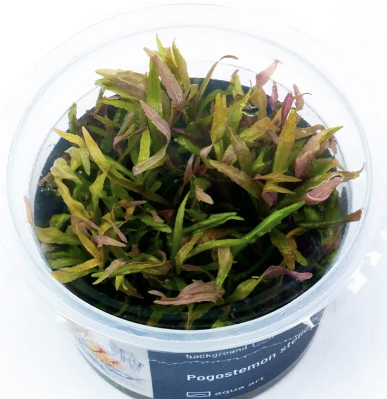 Pogostemon stellatus in vitro