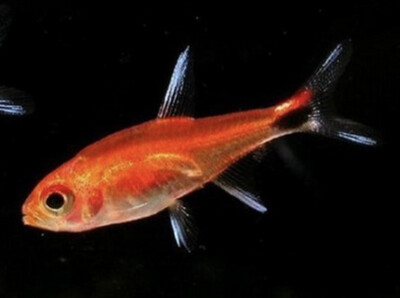 tetras