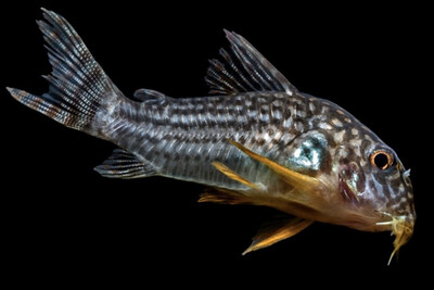 Peces de fondo