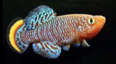 Killies, gobios y otros peces
