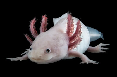 Anfibios 