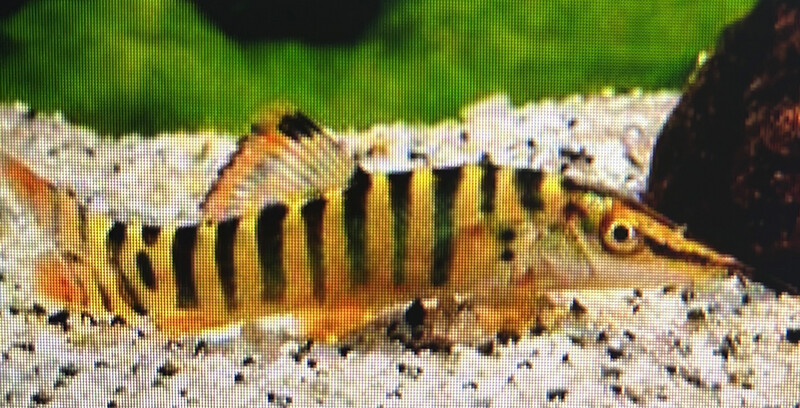 Botia hymenophysa