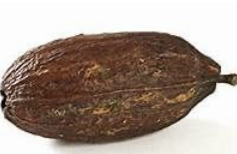 CACAO POD 12-18 CM