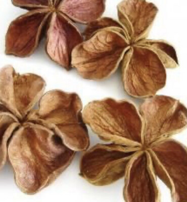 Flor Sterculia