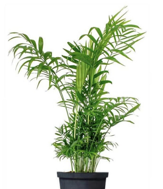 Chamaedorea Elegans