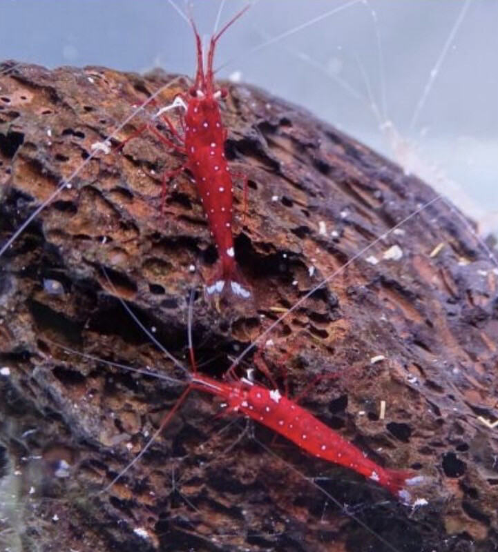 Caridina dennerli - Cardenal de Sulawesi (criada)