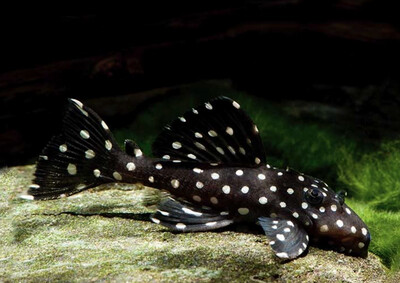 L240 LEPORACANTHICUS GALAXIAS