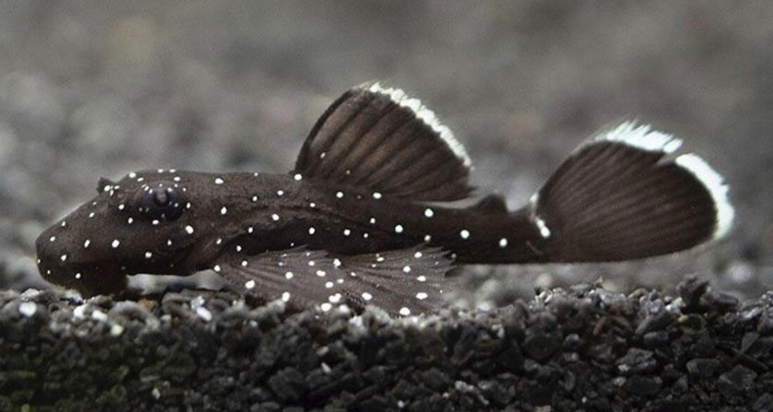 L183 ANCISTRUS DOLICHOPTERUS 6-8CM