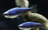 TETRA EMPERADOR SUPER BLUE – IMPAICHTHYS KERRI SUPER BLUE