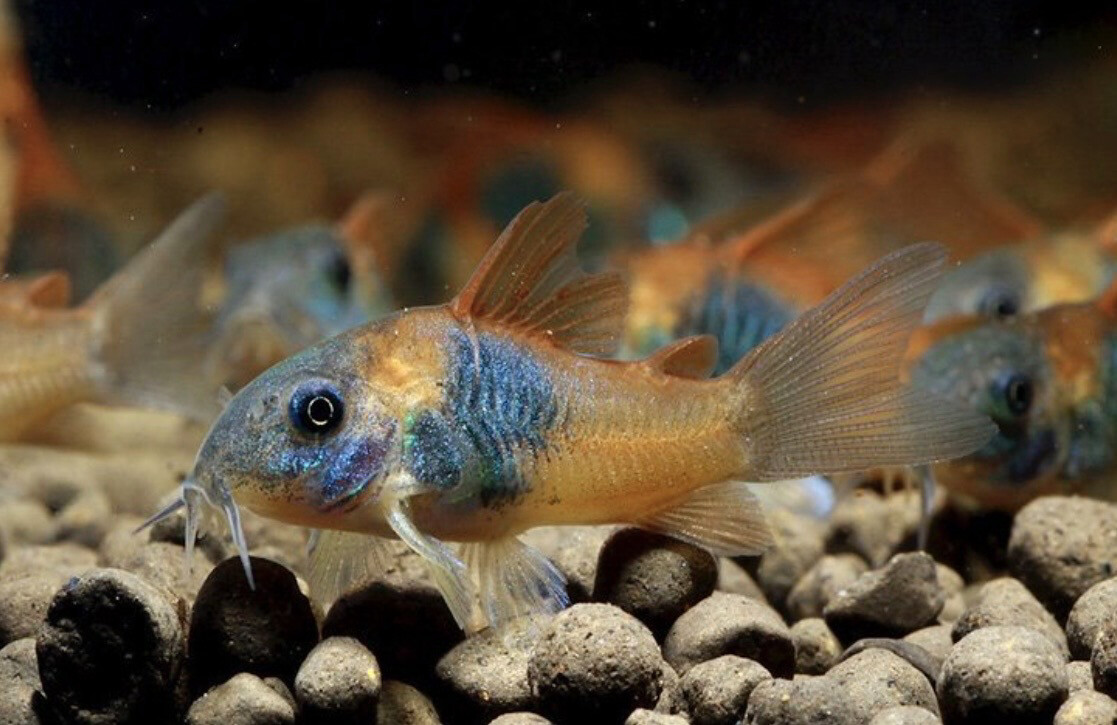 CORYDORAS VENEZUELA ORANGE