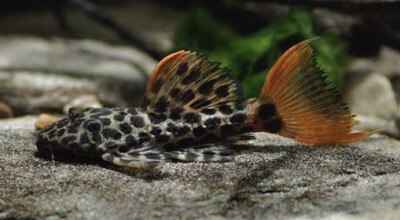L114 PSEUDACANTHICUS CF. LEOPARDUS 7-8cm
