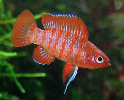 BADIS ESCARLATA – DARIO DARIO