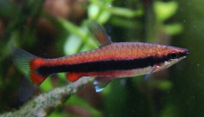 NANNOSTOMUS BECKFORDI RED (PEZ LÁPIZ ROJO)