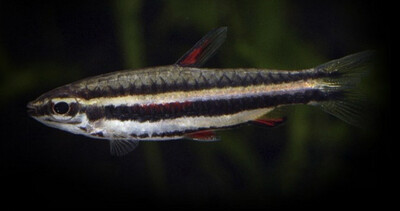 Nannostomus Marginatus (Pez lápiz enano)
