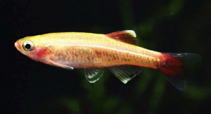 NEÓN CHINO ORO TANICHTHYS ALBONUBES