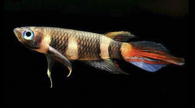 KILLI PAYASO – Epiplatys Annulatus