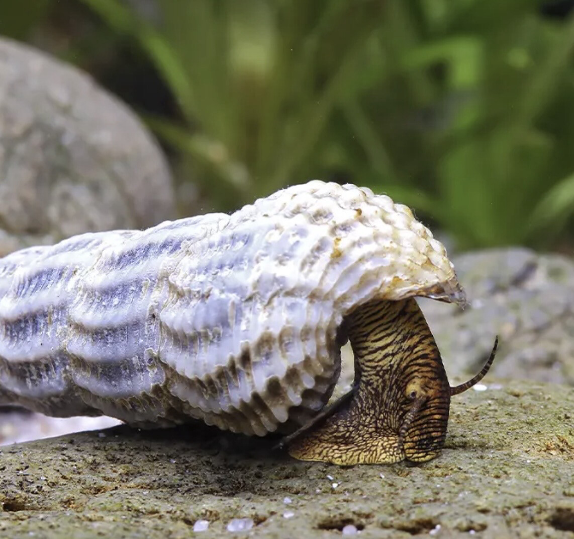 Caracol Conejo Torreon Himalayo | Tylomelania marwotoae
