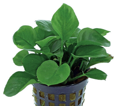 Anubias Barteri var. Nana Coin