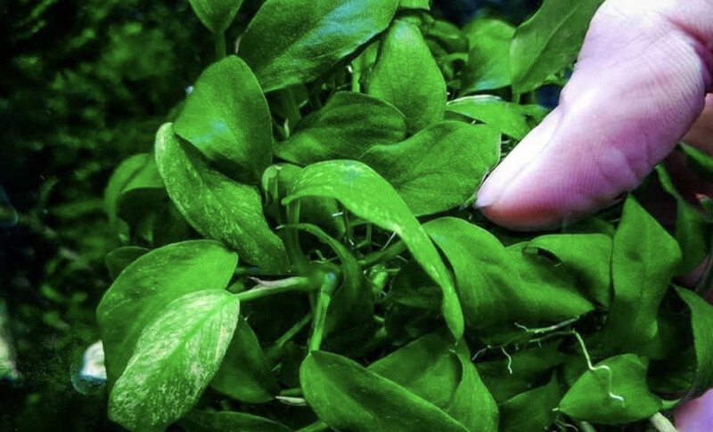Anubias Barteri var. Glabra Mini