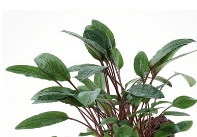 Cryptocorine Tropica 