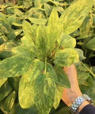 ECHINODORUS CORDIFOLIUS MARBLE QUEEN