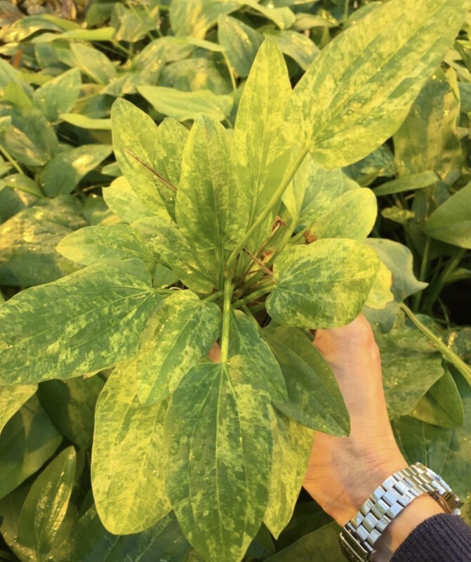 ECHINODORUS CORDIFOLIUS MARBLE QUEEN