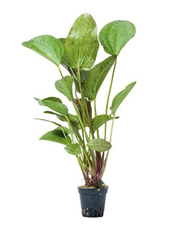 Echinodorus 'Paul Kloecker'